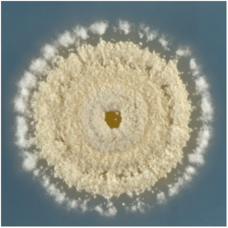 Streptomycet_LeonieSagurna4